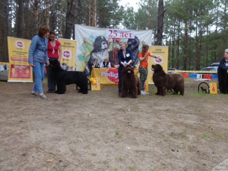 Фото: ньюфаундленд Аквиан Сонг Лаватера (Akvian Song Lavatera), ньюфаундленд Ньюфорт Вивиан, ньюфаундленд Черный Шарм Ангельская Красота (Chernyi Sharm Angel'skaya Krasota)
