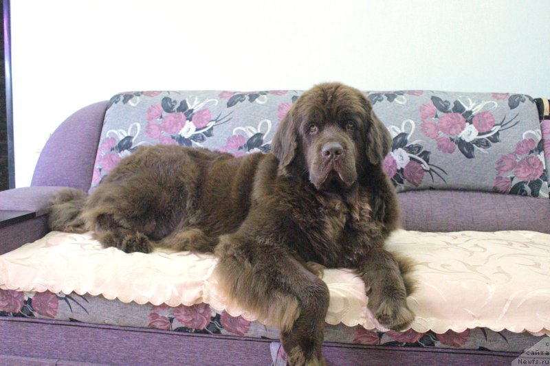 Фото: ньюфаундленд Наоми Таголири фор Браунблад (Naomi Tagoliri for Brouwnblood)