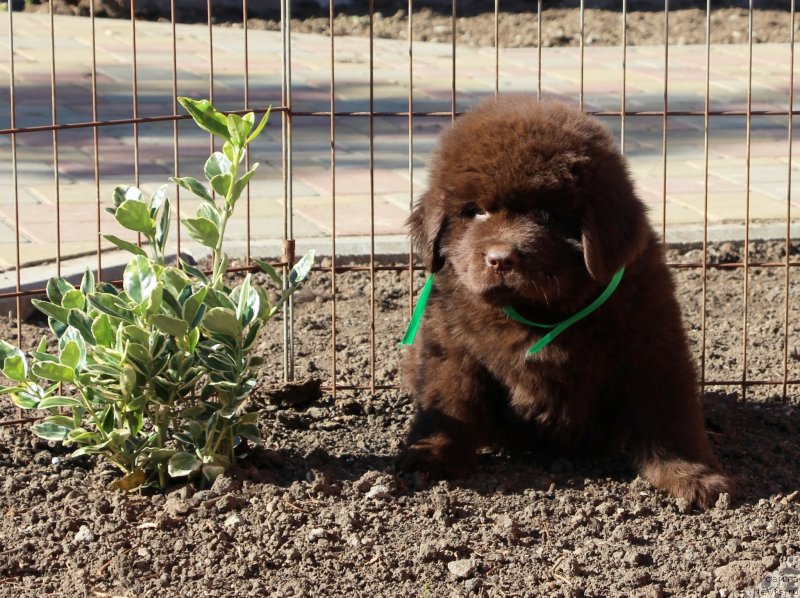 Фото: ньюфаундленд Жемчужина Кубани Кубанский Казак