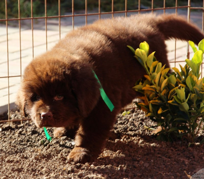 Фото: ньюфаундленд Жемчужина Кубани Кубанский Казак