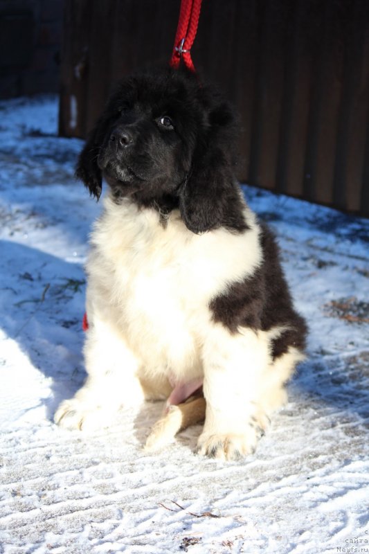 Фото: ньюфаундленд Супер Премиум Юнкерс