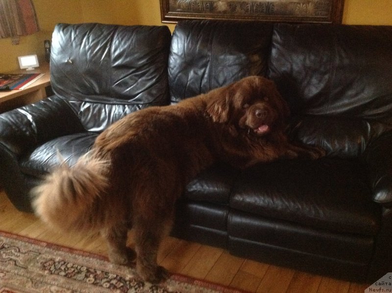 Фото: Ноб, ньюфаундленд Нобл Кинг Май Лорд Симба