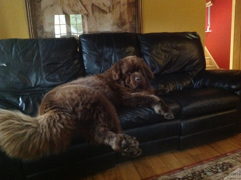 Фото: ньюфаундленд Нобл Кинг Май Лорд Симба