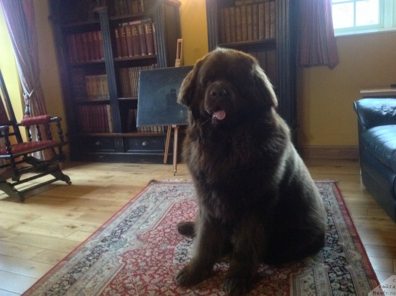 Фото: ньюфаундленд Нобл Кинг Май Лорд Симба