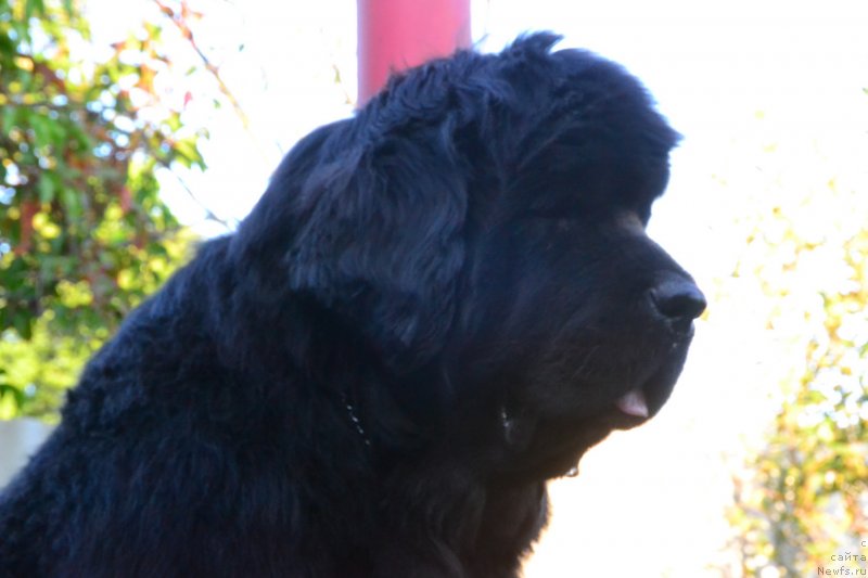 Фото: ньюфаундленд Талисман Моря Ла-Валетта