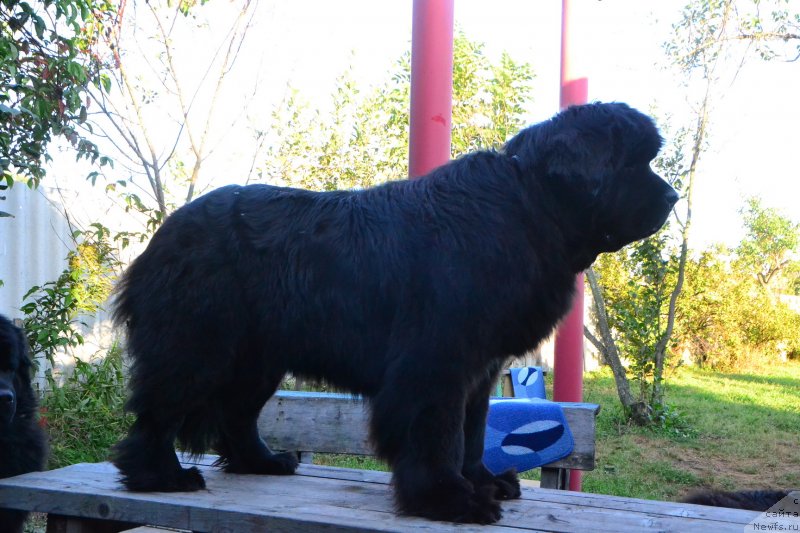 Фото: ньюфаундленд Талисман Моря Ла-Валетта