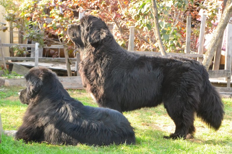 Фото: ньюфаундленд Талисман Моря Магия Волн, ньюфаундленд Талисман Моря Ла-Валетта
