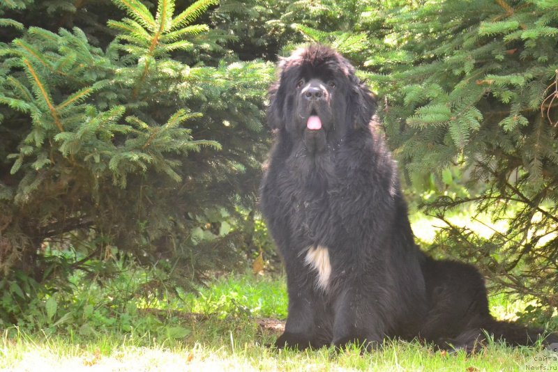 Фото: ньюфаундленд Талисман Моря Ла-Валетта