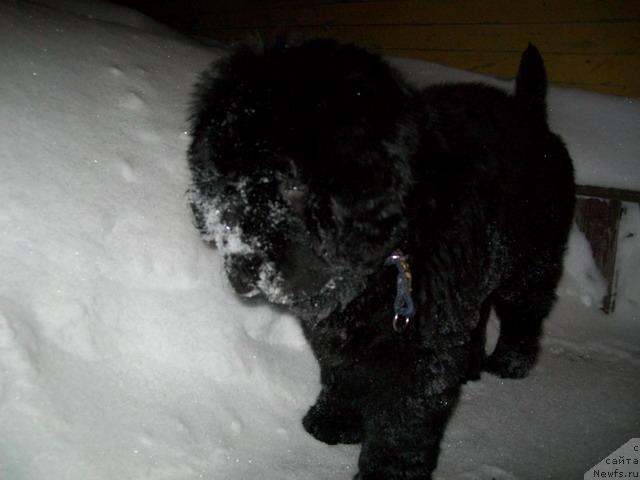 Фото: ньюфаундленд Fortuna of Giant's Island