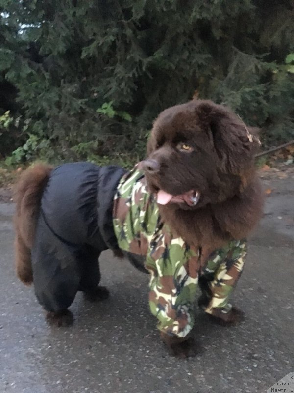 Фото: ньюфаундленд Браунблад МСК Ларчи Ардон (Brownblood MSK Larchie Ardon)