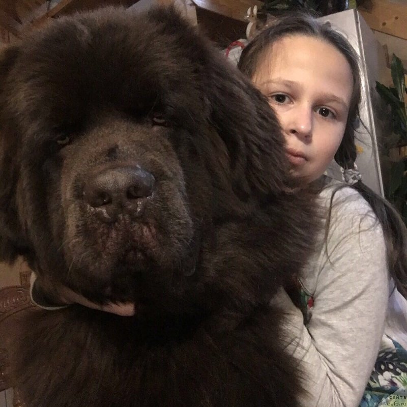 Фото: ньюфаундленд Браунблад МСК Ларчи Ардон (Brownblood MSK Larchie Ardon)