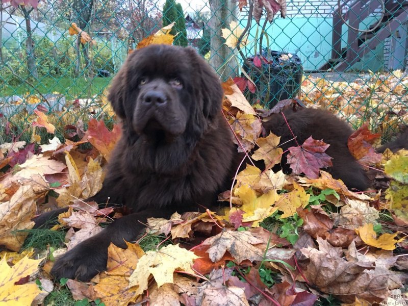 Фото: ньюфаундленд Браунблад МСК Ларчи Ардон (Brownblood MSK Larchie Ardon)