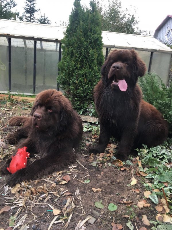 Фото: ньюфаундленд Браунблад МСК Абрамс-Стронг (Brownblood MSK Abrams-Strong), ньюфаундленд Браунблад МСК Ларчи Ардон (Brownblood MSK Larchie Ardon)