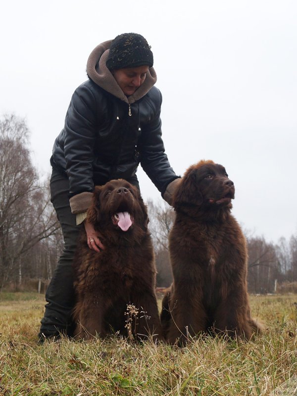 Фото: ньюфаундленд Браунблад МСК Дэлиция Шари (Brownblood MSK Delicia Shari), ньюфаундленд Браунблад МСК Дрими Эйн (Brownblood MSK Drimi Ein)