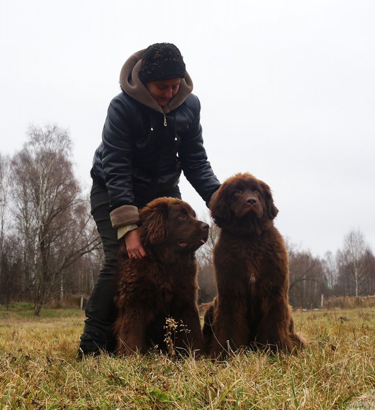 Фото: ньюфаундленд Браунблад МСК Дэлиция Шари (Brownblood MSK Delicia Shari), ньюфаундленд Браунблад МСК Дрими Эйн (Brownblood MSK Drimi Ein)