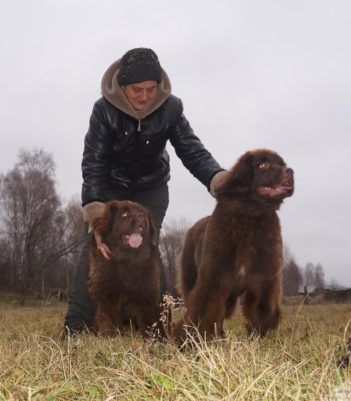 Фото: ньюфаундленд Браунблад МСК Дэлиция Шари (Brownblood MSK Delicia Shari), ньюфаундленд Браунблад МСК Дрими Эйн (Brownblood MSK Drimi Ein)