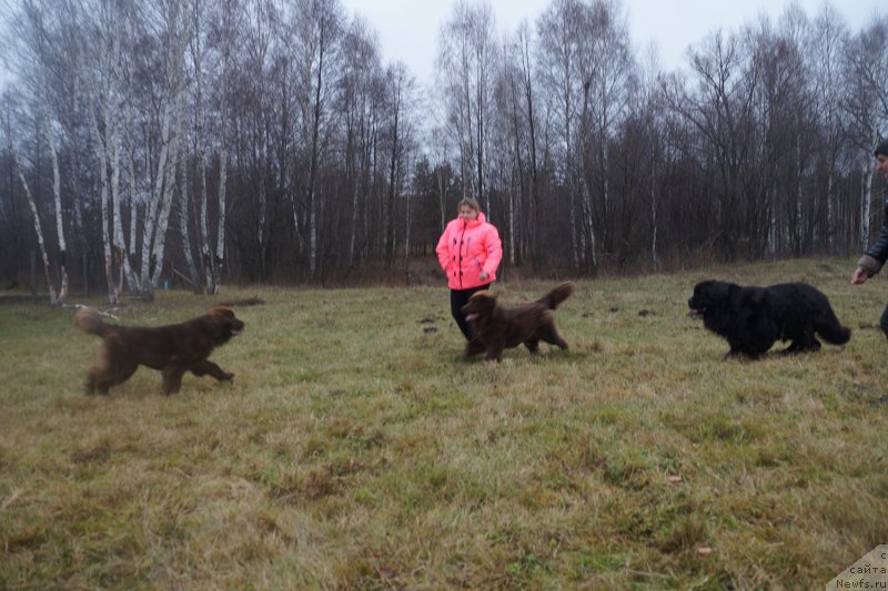 Фото: ньюфаундленд Браунблад МСК Дрими Эйн (Brownblood MSK Drimi Ein), ньюфаундленд Браунблад МСК Дэлиция Шари (Brownblood MSK Delicia Shari)