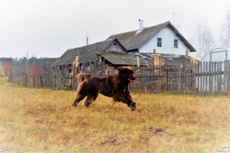 Фото: ньюфаундленд Браунблад МСК Дрими Эйн (Brownblood MSK Drimi Ein)