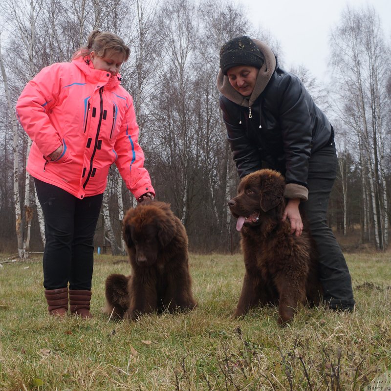 Фото: ньюфаундленд Браунблад МСК Дрими Эйн (Brownblood MSK Drimi Ein), ньюфаундленд Браунблад МСК Дэлиция Шари (Brownblood MSK Delicia Shari)