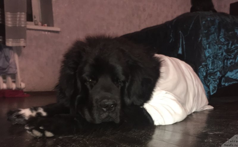 Фото: ньюфаундленд Thor-Mistral