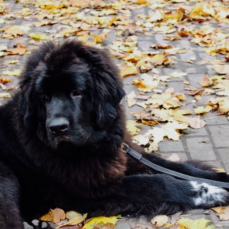 Фото: ньюфаундленд Thor-Mistral