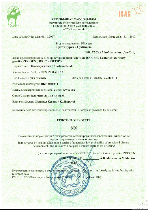 Фото: ньюфаундленд Супер Бизон Малина