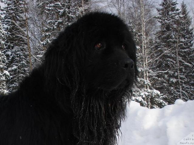 Фото: ньюфаундленд Маг Исполин Борислава для Ольги