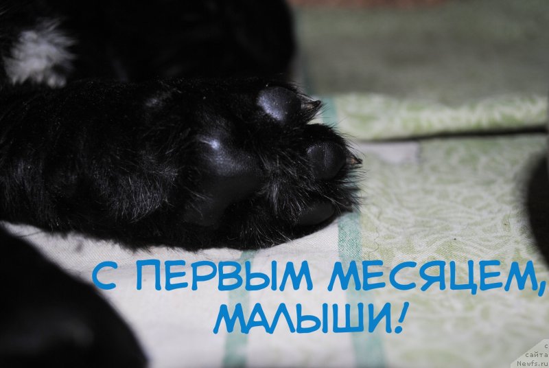 Фото: ньюфаундленд Степная Пальмира Естественно Я Лучший, ньюфаундленд Черный Балу Донна