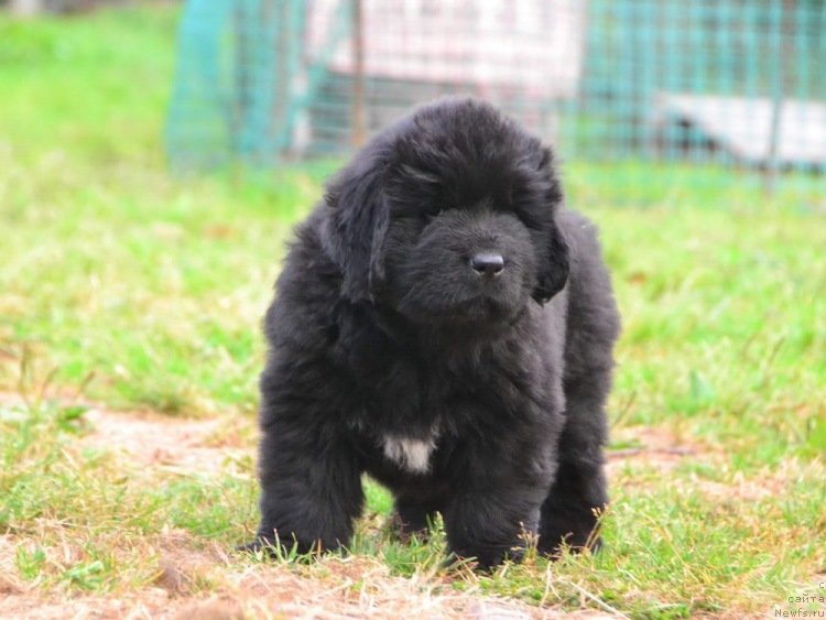 Фото: ньюфаундленд Талисман Моря Изабель