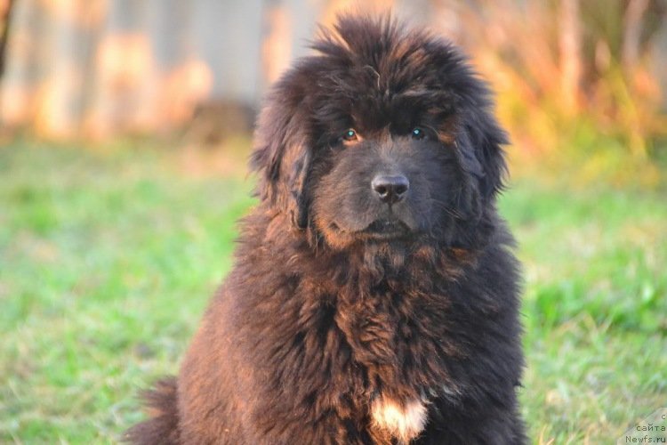 Фото: ньюфаундленд Талисман Моря Изабель