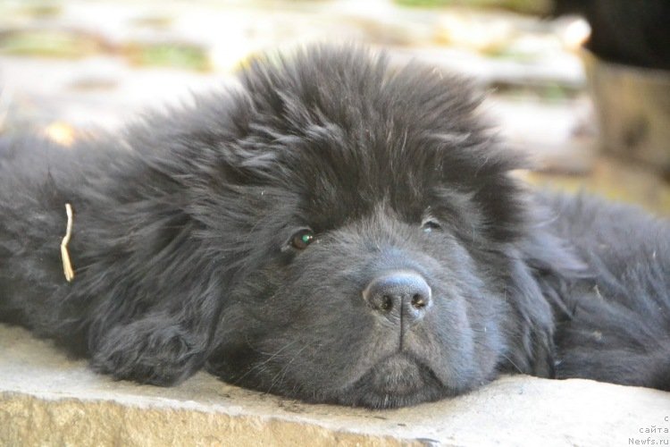 Фото: ньюфаундленд Талисман Моря Изабель