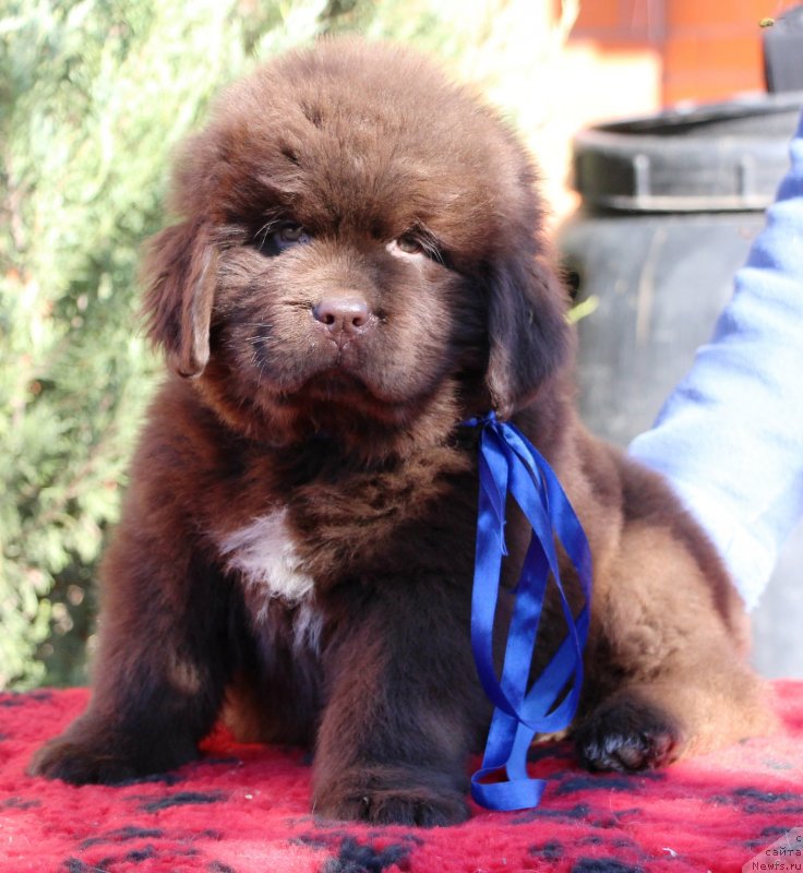 Фото: ньюфаундленд Жемчужина Кубани Князь Краснодара