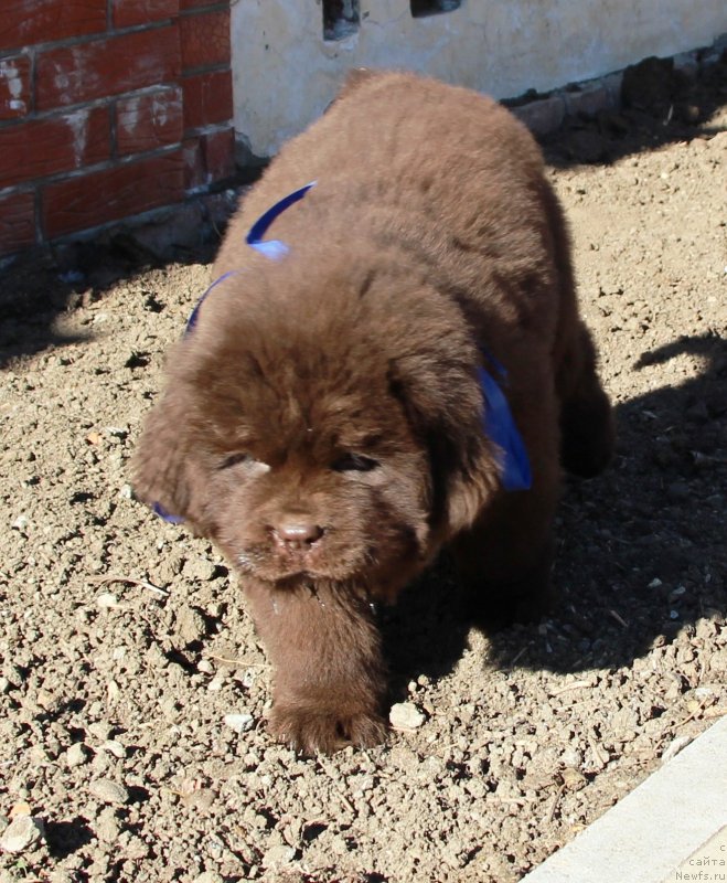 Фото: ньюфаундленд Жемчужина Кубани Князь Краснодара