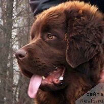 Фото: ньюфаундленд Браунблад МСК Дэлиция Шари (Brownblood MSK Delicia Shari)