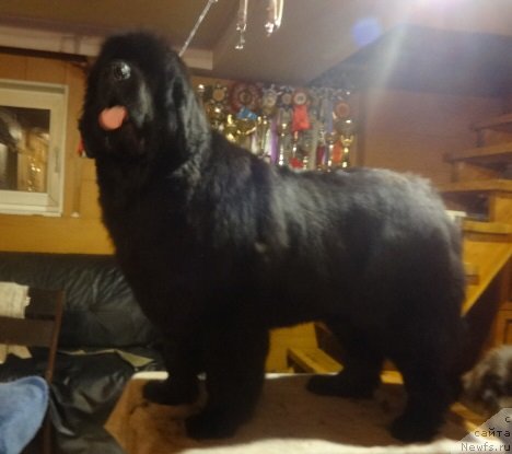 Фото: ньюфаундленд Блэк Диамонд Агидель от Потапа Шарлеруа