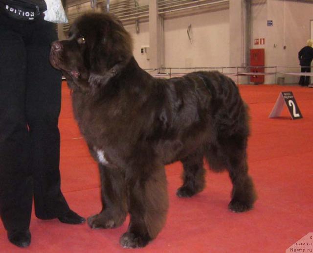 Фото: ньюфаундленд Обуш Шед Юдашкин Стиль (Obush Shed Yudashkin Stil)