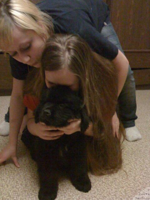 Фото: Кристина Власова, ньюфаундленд Сент Джонс Реджинальд Филди Арвизу