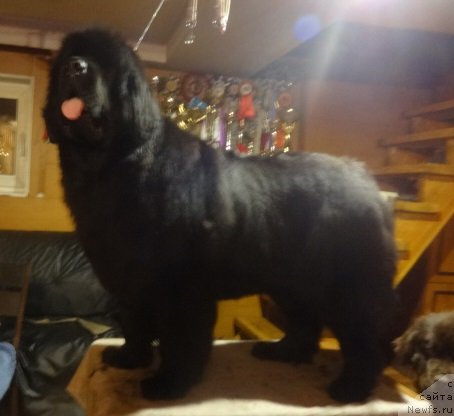 Фото: ньюфаундленд Блэк Диамонд Агидель от Потапа Шарлеруа