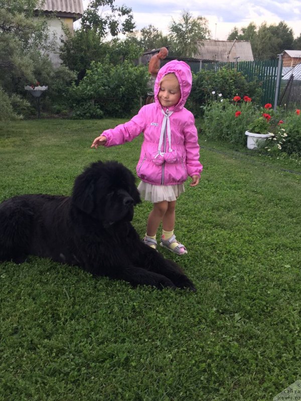 Фото: ньюфаундленд Чейз Каден Клеве Лед