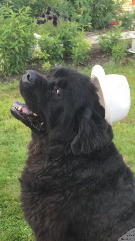 Фото: ньюфаундленд Чейз Каден Клеве Лед