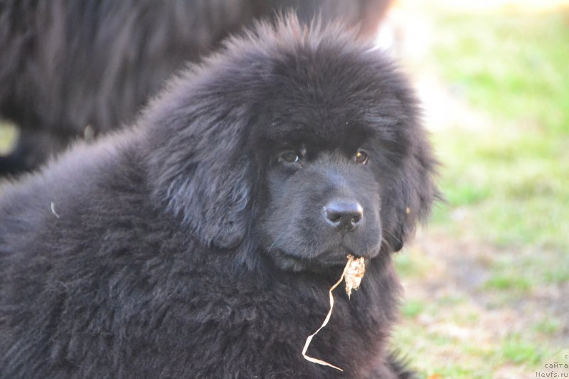 Фото: ньюфаундленд Талисман Моря Изабель