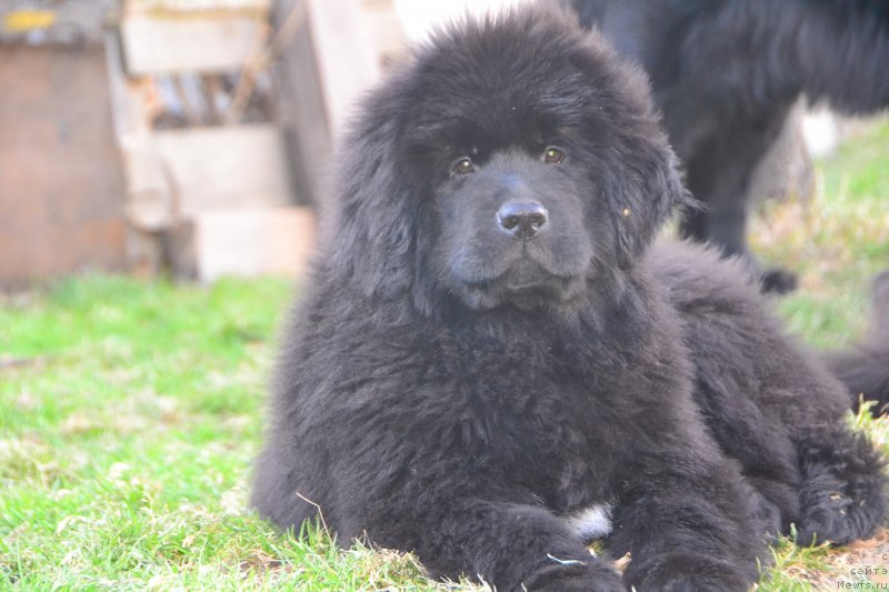 Фото: ньюфаундленд Талисман Моря Изабель