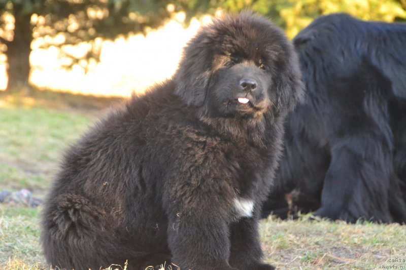 Фото: ньюфаундленд Талисман Моря Изабель