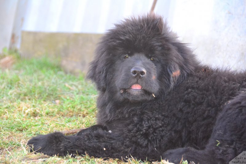 Фото: ньюфаундленд Талисман Моря Изабель