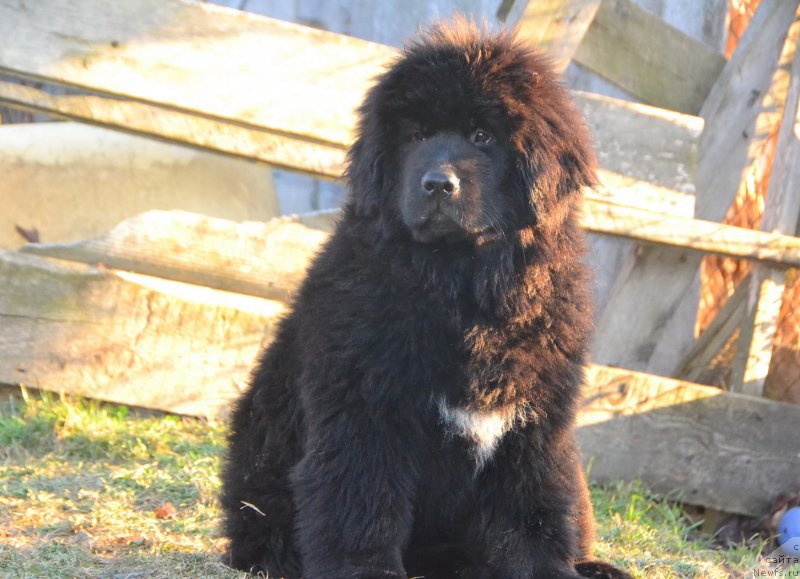 Фото: ньюфаундленд Талисман Моря Изабель