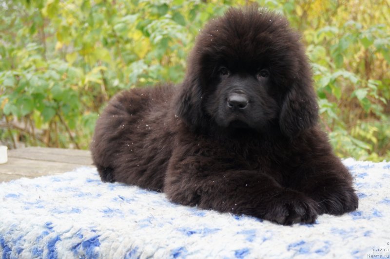 Фото: ньюфаундленд Енигматик Кингд Гуардиан Ангел (Enigmatic Kingd Guardian Angel)