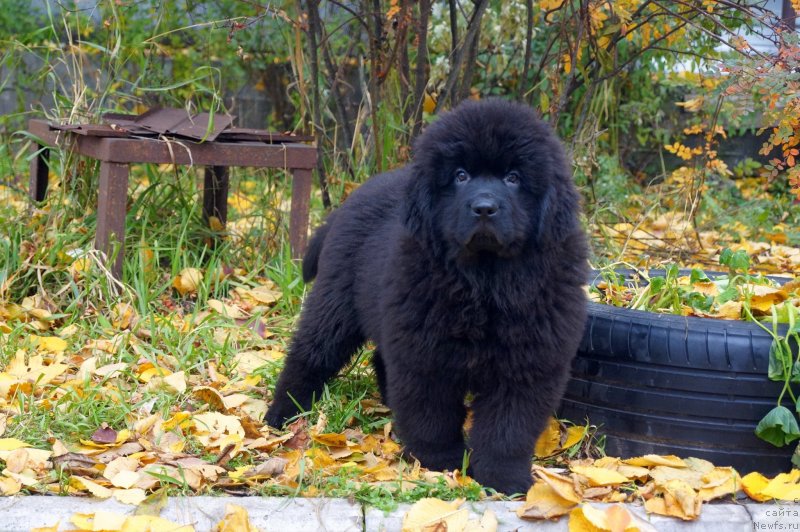 Фото: ньюфаундленд Енигматик Кингд Гуардиан Ангел (Enigmatic Kingd Guardian Angel)