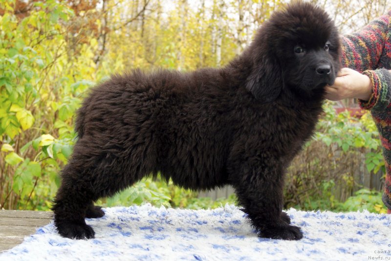 Фото: ньюфаундленд Енигматик Кингд Гуардиан Ангел (Enigmatic Kingd Guardian Angel)