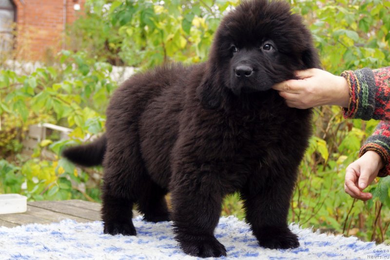 Фото: ньюфаундленд Енигматик Кингд Гуардиан Ангел (Enigmatic Kingd Guardian Angel)