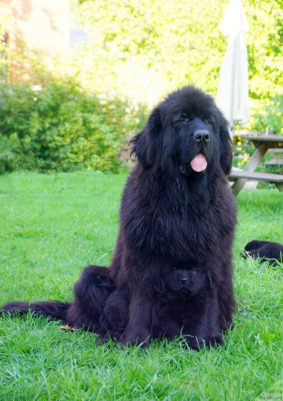 Фото: ньюфаундленд Флюфи Аваланч Эксклюсиве Дрим (Fluffy Avalanch Exclusive Dream), ньюфаундленд Енигматик Кингд Гуардиан Ангел (Enigmatic Kingd Guardian Angel)